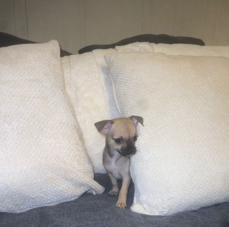 Chihuahua puppies for sale in Kirkintilloch, Dunbartonshire – 7 weeks old - Image 2 of 4