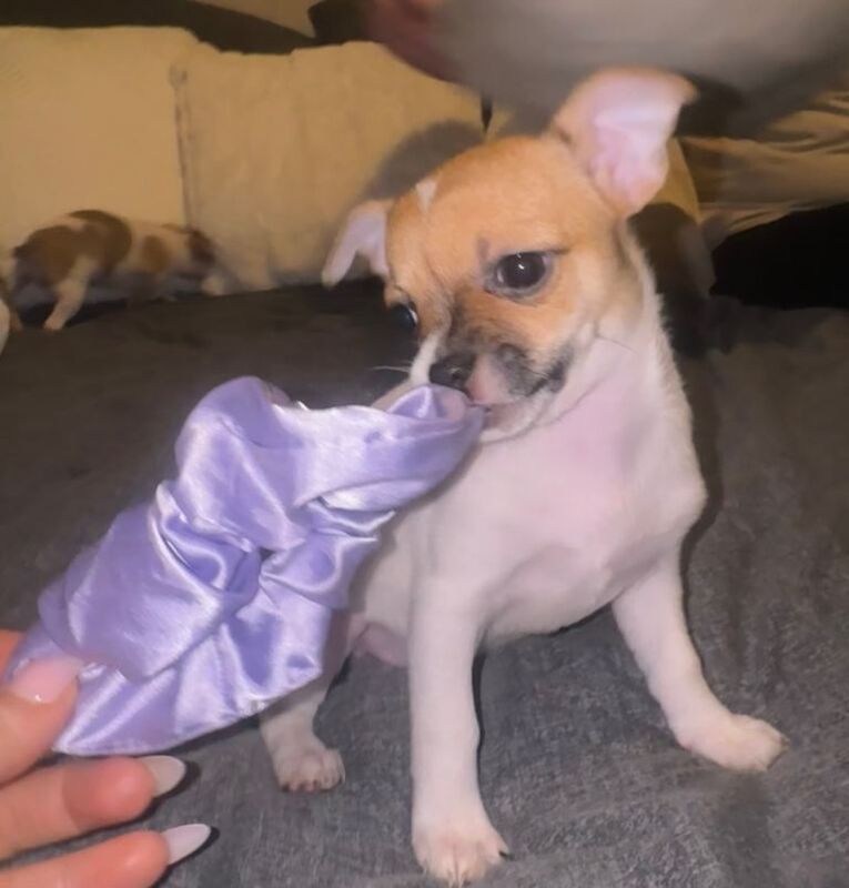 Chihuahua puppies for sale in Kirkintilloch, Dunbartonshire – 7 weeks old - Image 3 of 4