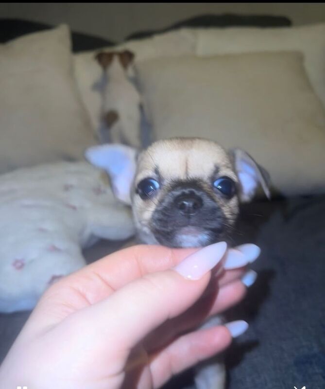 Chihuahua puppies for sale in Kirkintilloch, Dunbartonshire – 7 weeks old - Image 4 of 4