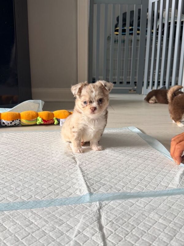 chihuahua puppies long coat