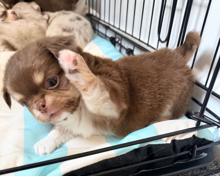 chihuahua puppies long coat - Image 2 of 4