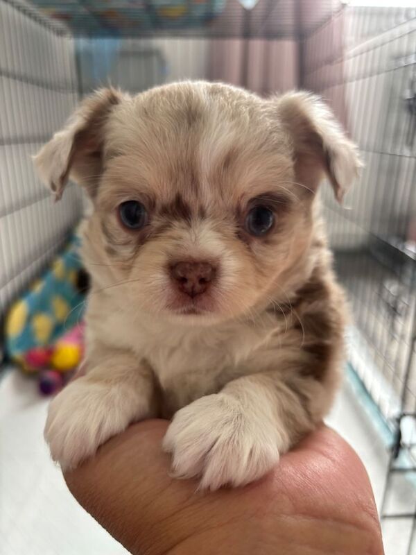 chihuahua puppies long coat - Image 3 of 4
