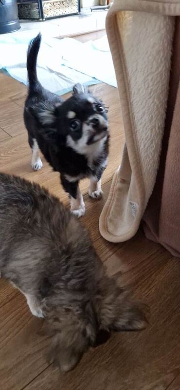 Kennel Club Registered Chihuahua Puppies For Sale