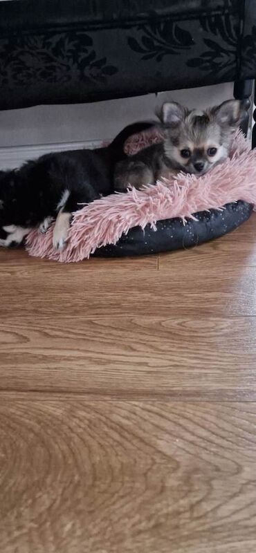 Chihuahua puppies (long coat) for sale - Image 3 of 6