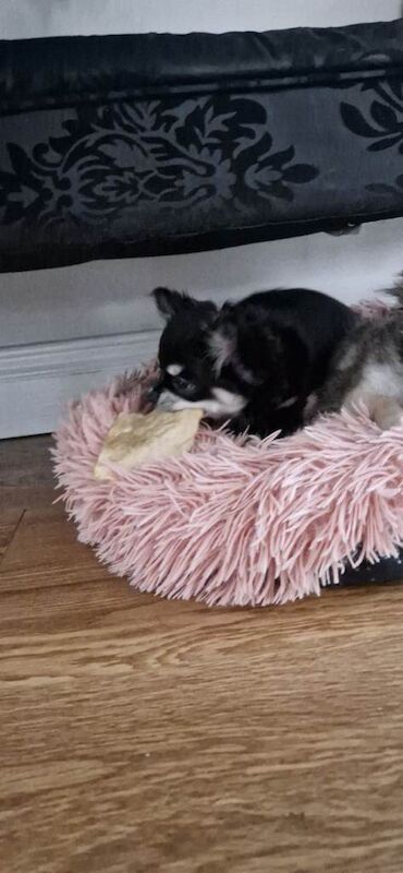 Chihuahua puppies (long coat) for sale - Image 4 of 6