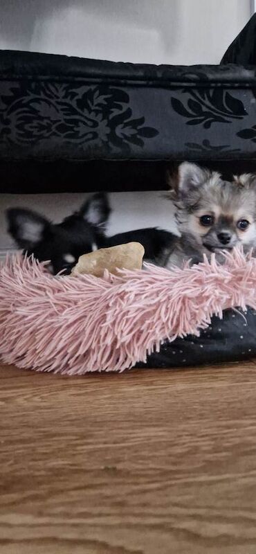 Chihuahua puppies (long coat) for sale - Image 5 of 6