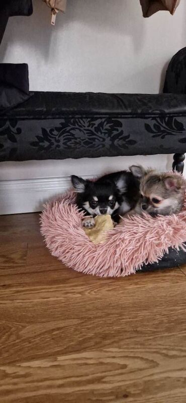 Chihuahua puppies (long coat) for sale - Image 6 of 6