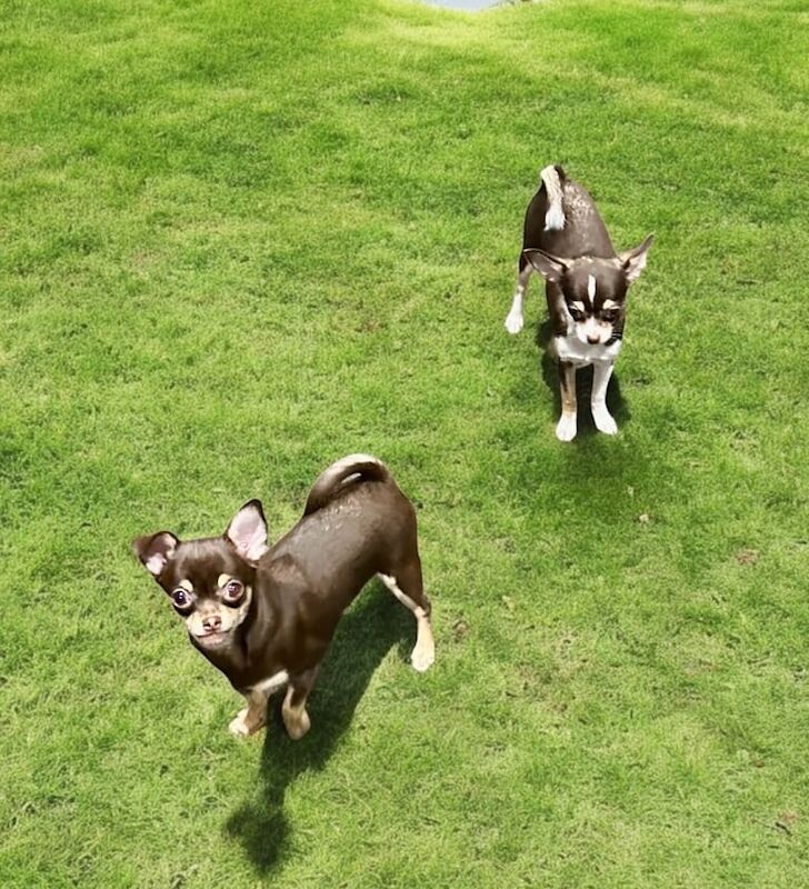 Chihuahua puppies for sale in Coventry, West Midlands – KC registered, 6 months old