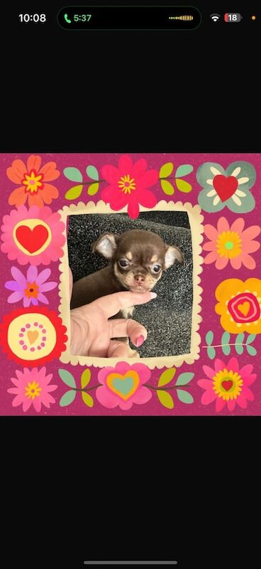 Chihuahua puppies for sale in Coventry, West Midlands – KC registered, 6 months old - Image 2 of 3