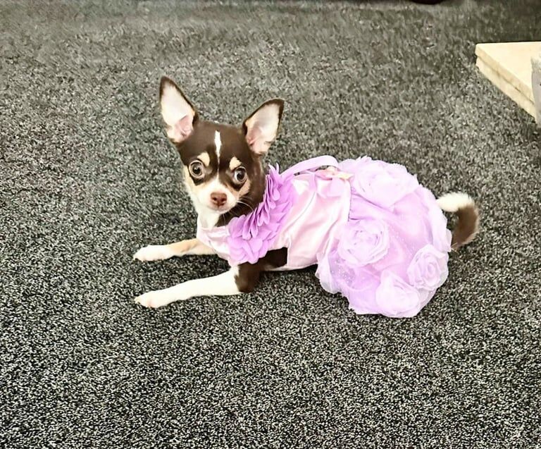 Chihuahua puppies for sale in Coventry, West Midlands – KC registered, 6 months old - Image 3 of 3