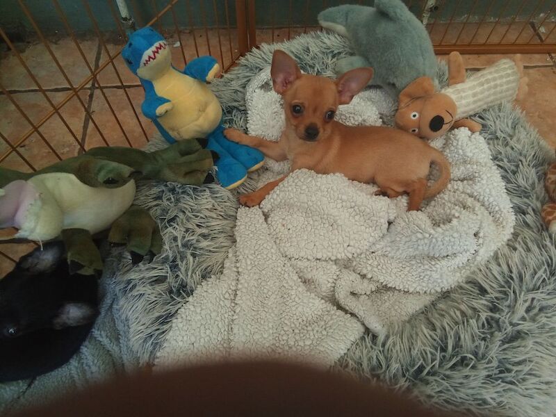 Chihuahua puppies for sale in Wisbech, Cambridgeshire – 10 weeks old - Image 3 of 5