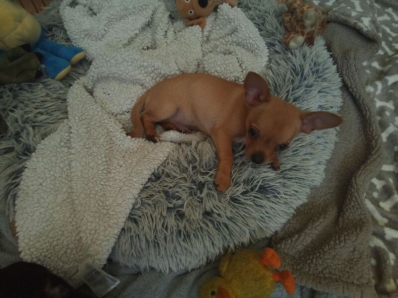 Chihuahua puppies for sale in Wisbech, Cambridgeshire – 10 weeks old - Image 4 of 5