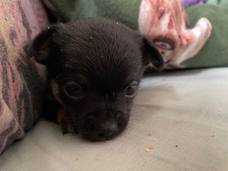 Chihuahua puppies (tiny) - Image 2 of 4