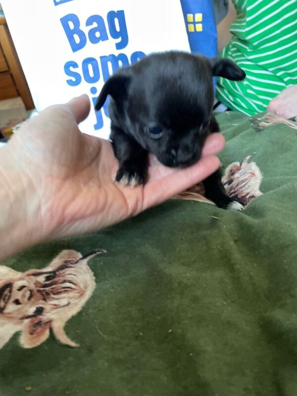 Chihuahua puppies (tiny) - Image 3 of 4