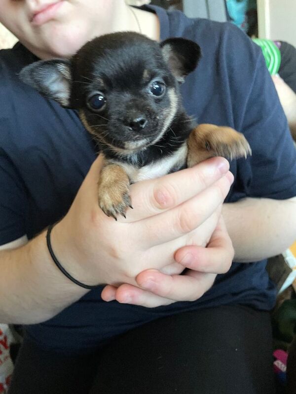 Chihuahua puppies (tiny) - Image 4 of 4
