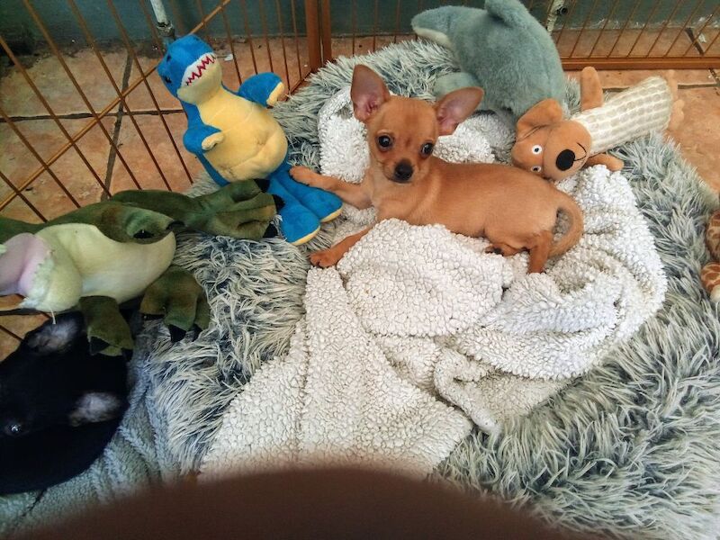 Chihuahua puppies for sale in Wisbech, Cambridgeshire – 10 weeks old - Image 5 of 5