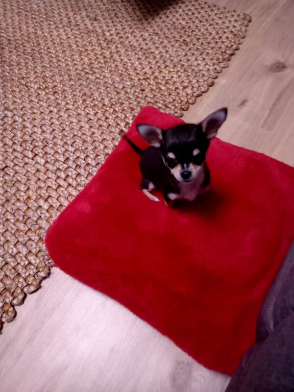 Chihuahua puppy for sale in Newtownstewart, County Tyrone | Image 2