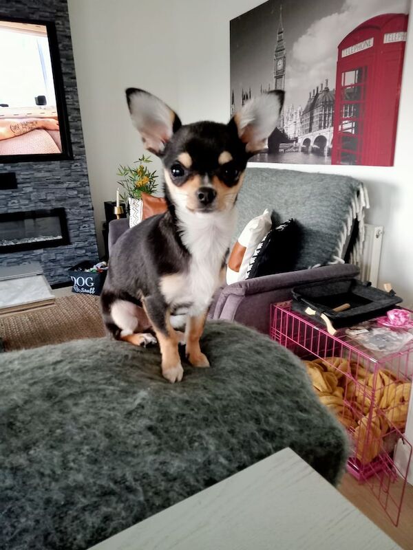 Chihuahua puppy for sale in Newtownstewart, County Tyrone | Image 3