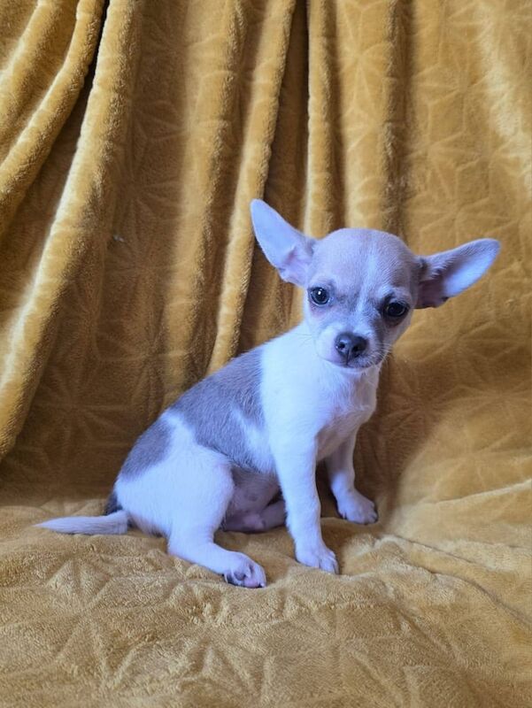 Chihuahua puppies for sale in Hinckley, Leicestershire – 3 months old