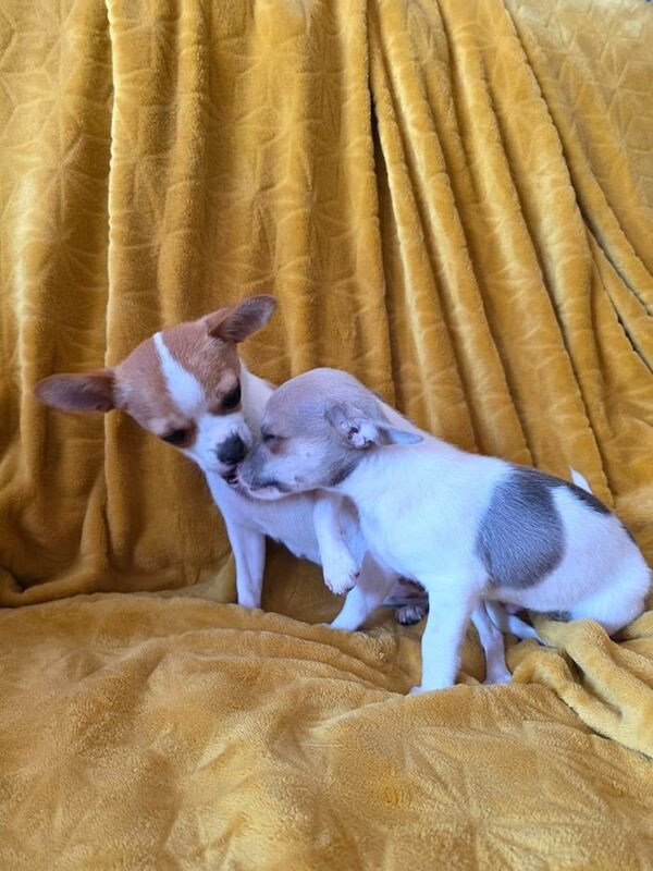 Chihuahua puppies for sale in Hinckley, Leicestershire – 3 months old - Image 2 of 3