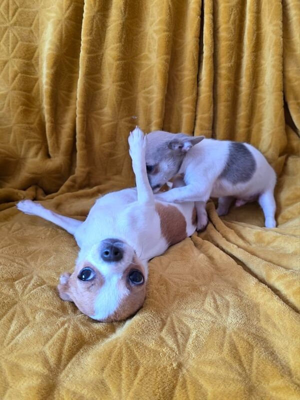 Chihuahua puppies for sale in Hinckley, Leicestershire – 3 months old - Image 3 of 3