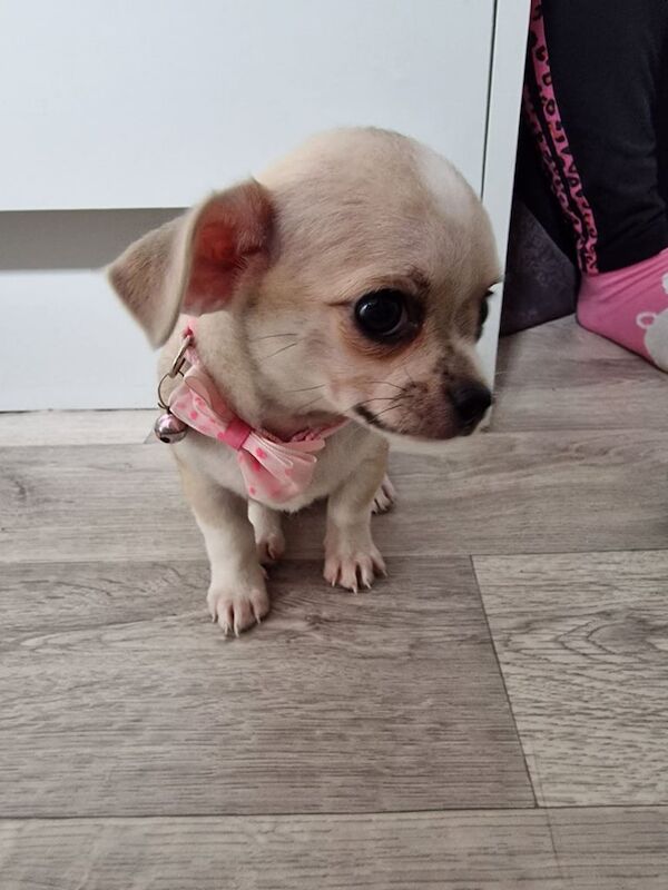 Chihuahua puppies for sale in Gloucester, Gloucestershire – 3 months old