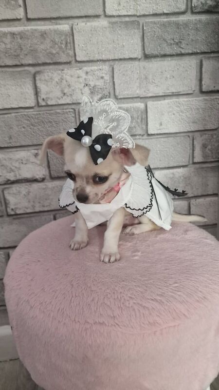 Chihuahua puppies for sale in Gloucester, Gloucestershire – 3 months old - Image 2 of 3