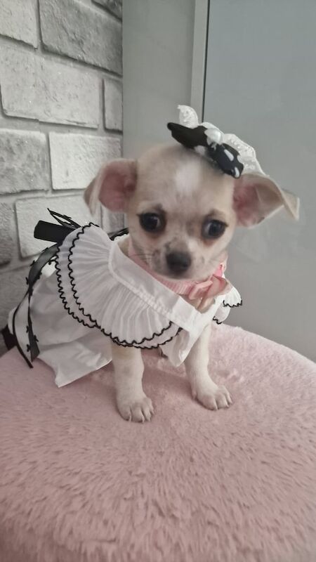 Chihuahua puppies for sale in Gloucester, Gloucestershire – 3 months old - Image 3 of 3