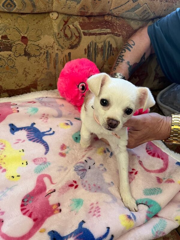 Chihuahua puppies for sale in Nuneaton, Warwickshire – 3 months old