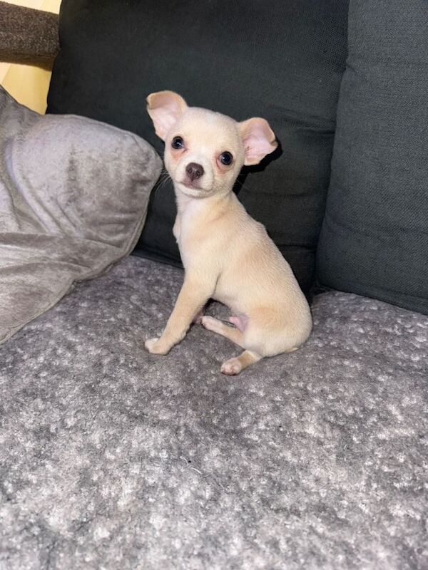 Chihuahua Puppies For Sale