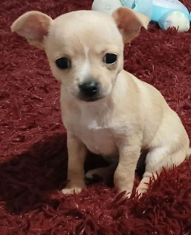 Chihuahua puppies for sale in Windsor, Berkshire – 6 weeks old