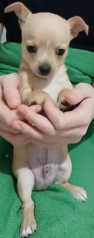 Chihuahua puppies for sale in Windsor, Berkshire – 7 weeks old - Image 2 of 4