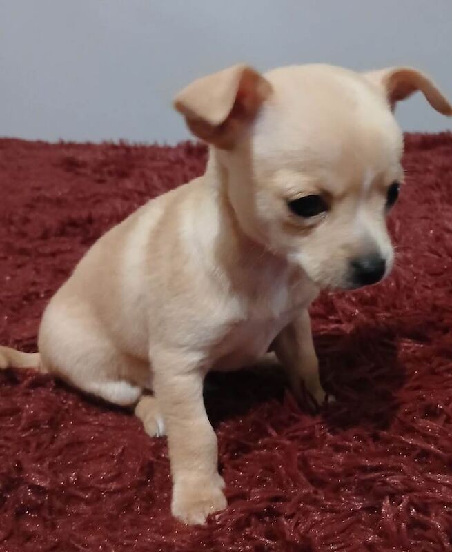 Chihuahua puppies for sale in Windsor, Berkshire – 7 weeks old - Image 3 of 4