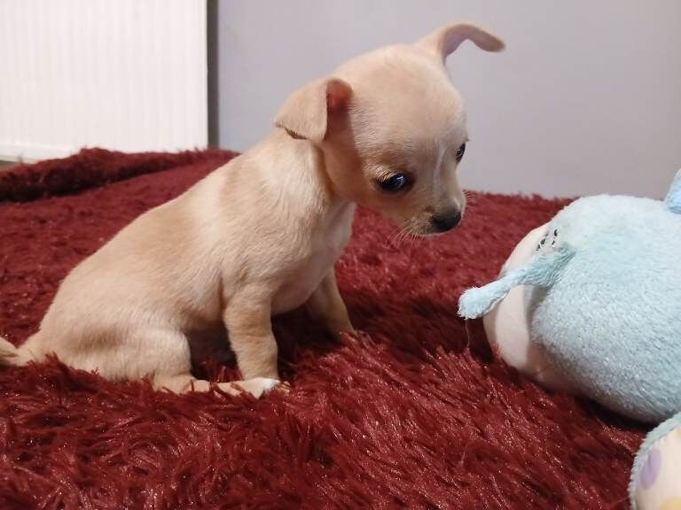 Chihuahua puppies for sale in Windsor, Berkshire – 7 weeks old - Image 4 of 4