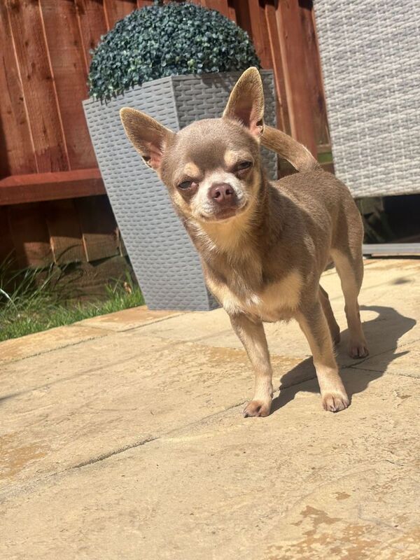Chihuahua Puppies For Sale Under £1,000