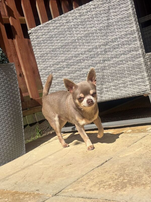 Chihuahua Puppy - Image 2 of 6