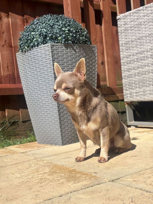 Chihuahua Puppy - Image 3 of 6