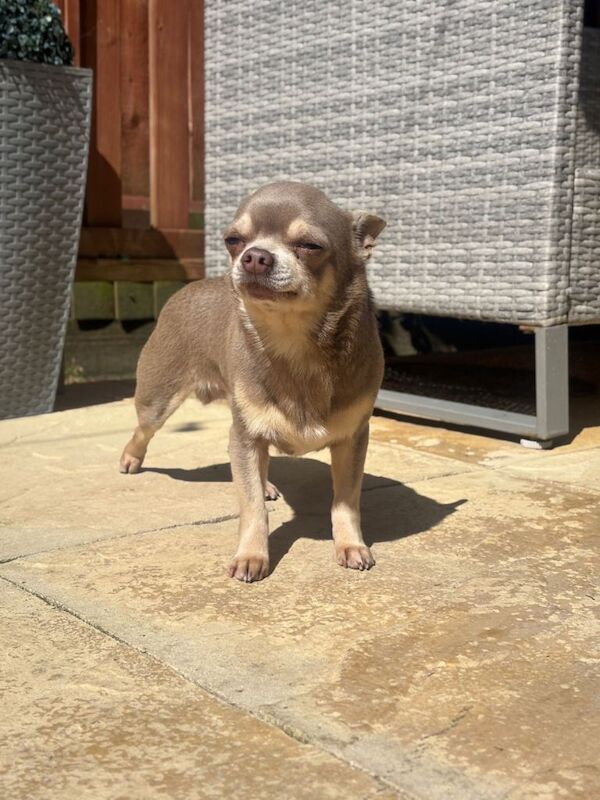 Chihuahua Puppy - Image 4 of 6