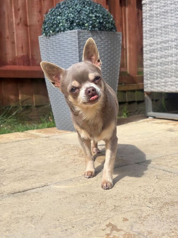 Chihuahua Puppy - Image 5 of 6