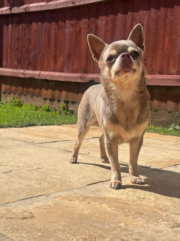Chihuahua Puppy - Image 6 of 6