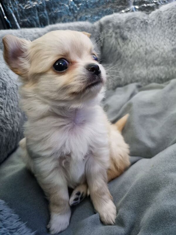 CHIHUAHUA PUPPY BOY for sale in Fraserburgh, Aberdeenshire