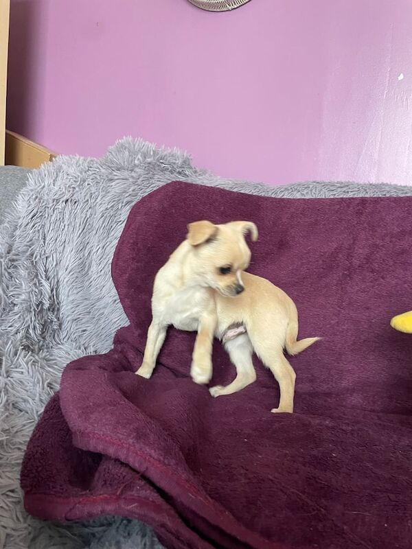 Chihuahua puppy for sale in Whitefield, Greater Manchester