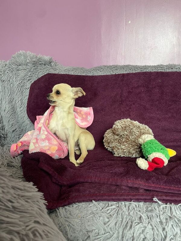 Chihuahua puppy for sale in Whitefield, Greater Manchester - Image 2