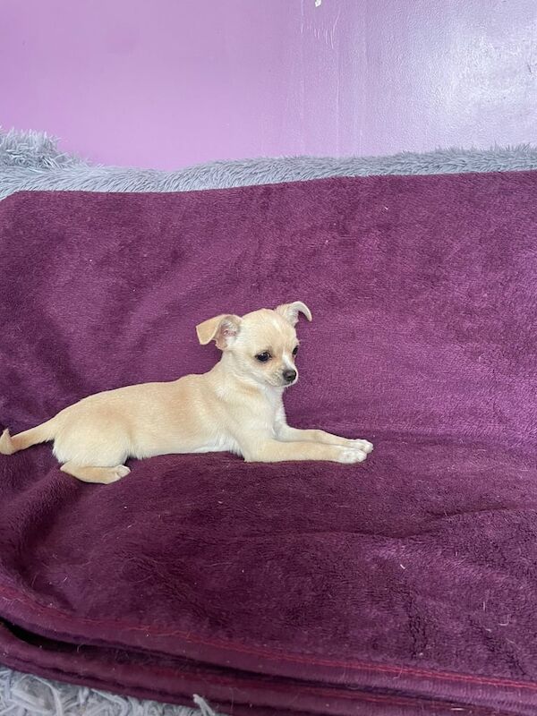 Chihuahua puppy for sale in Whitefield, Greater Manchester - Image 3