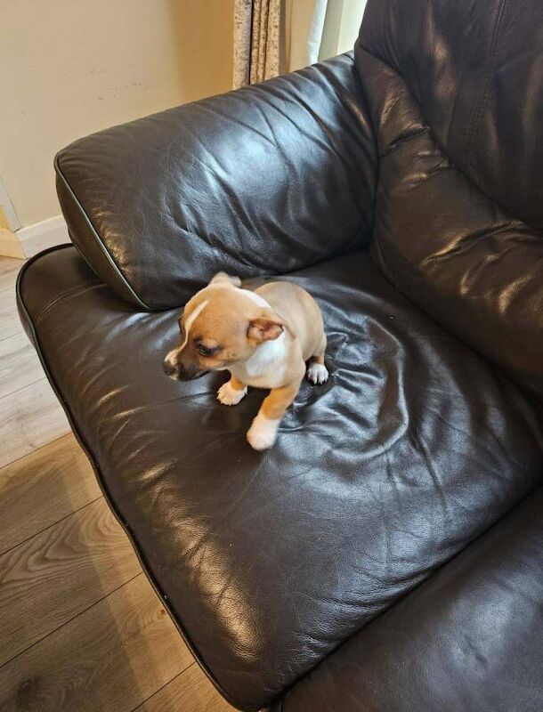 Chihuahua puppies for sale in Banbridge, County Down – 3 months old