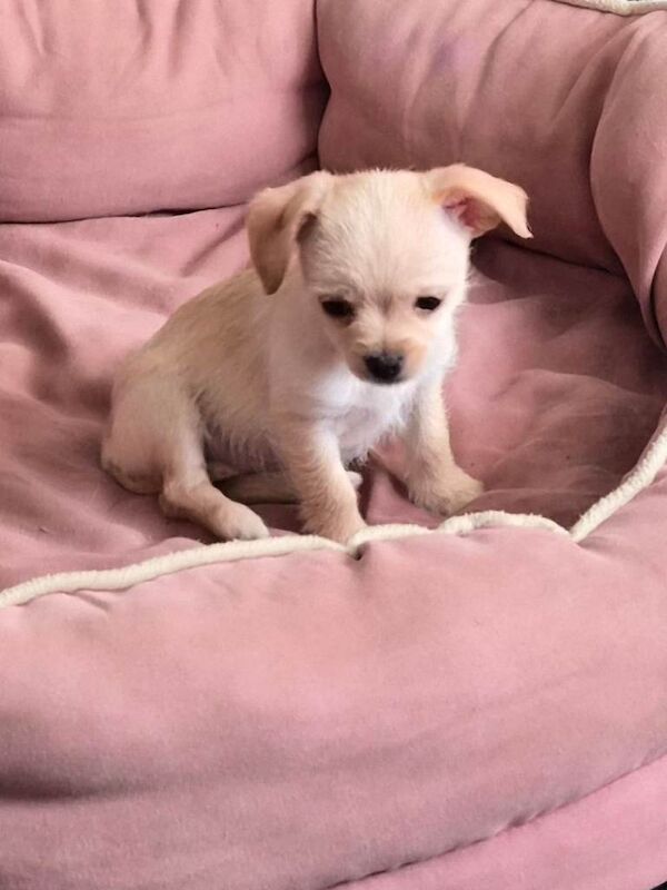 Chihuahua puppies for sale in Bridport, Dorset – 9 weeks old