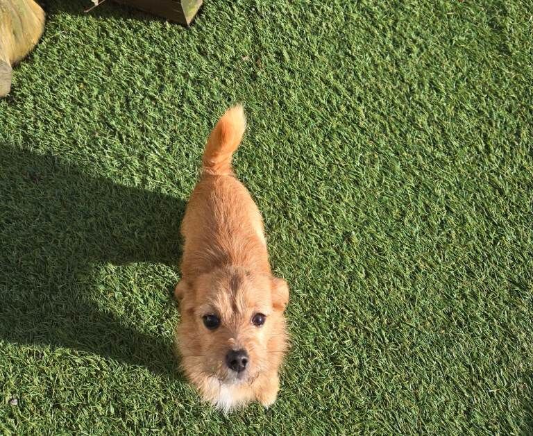 Chihuahua Puppies For Sale Under £1,000