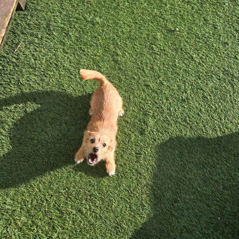 Chihuahua puppy for sale - Image 2 of 5