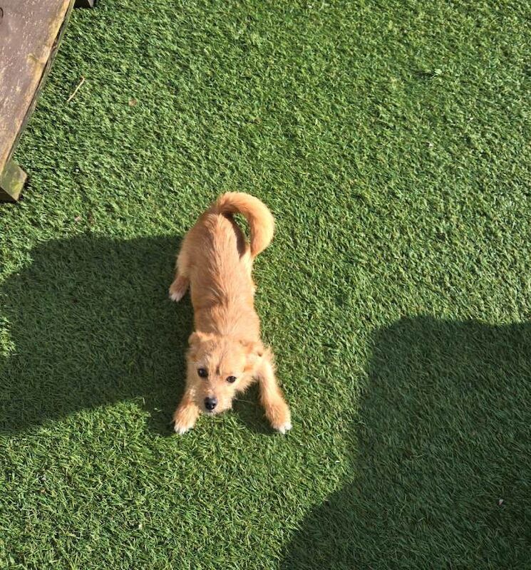 Chihuahua puppy for sale - Image 3 of 5