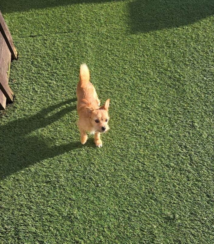 Chihuahua puppy for sale - Image 4 of 5